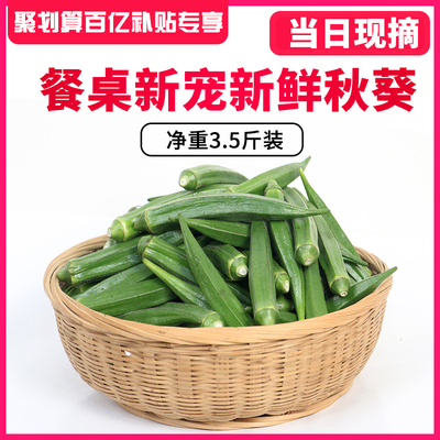 现摘净重3.5斤秋葵新鲜 新鲜蔬菜黄秋葵新鲜黄秋葵 蔬菜秋葵 秋葵