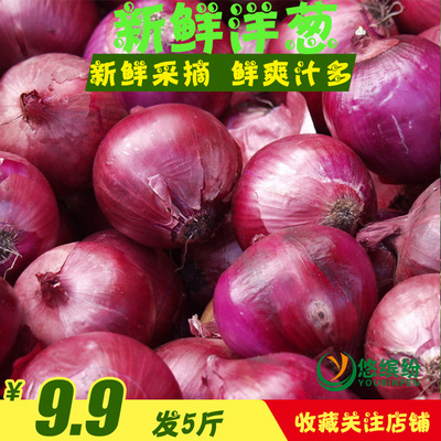 鲜贵新鲜紫皮洋葱蔬菜洋葱头红葱头农家紫皮圆葱5斤包邮