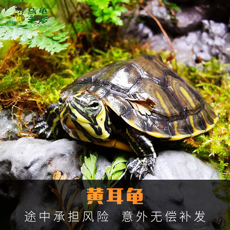 招财双线黄耳龟苗甜甜圈火焰龟小乌龟活体深水观赏宠物招财巴西龟在类目 宠物/宠物食品及用品, 水族世界, 龟/鳖中 - 来自Buy2taobao.com提供专业的淘宝代购服务