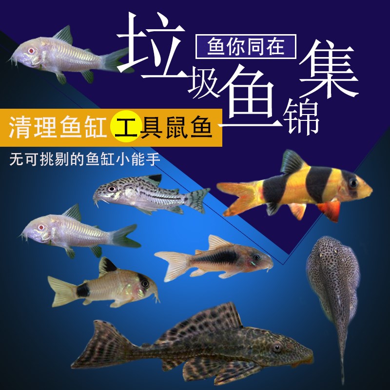 底栖鱼清道夫垃圾白老鼠鱼熊猫珍珠鼠花鼠清洁观赏热带宠物鱼活。|ruв категории животное/Животное питание и принадлежностей, аквариум мира, рыба - от Buy2taobao.com для оказания профессиональной услуги покупки агента Taobao