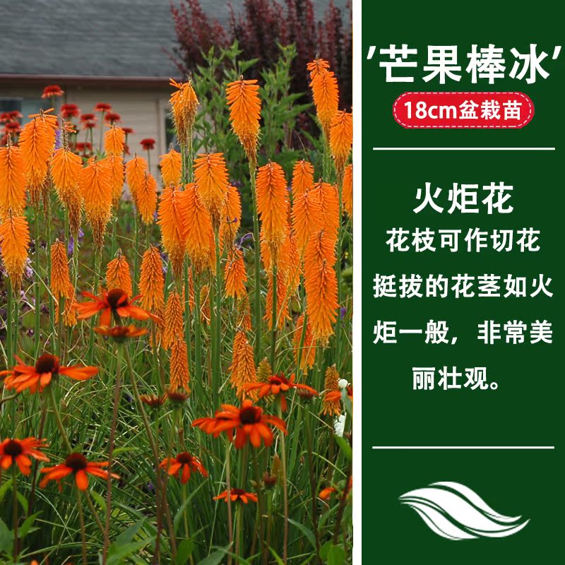 北京天卉苑 宿根花卉 火炬花 耐寒花园植物庭院多年生在类目 鲜花速递/花卉仿真/绿植园艺, 花卉/绿植盆栽(新), 花卉中 - 来自Buy2taobao.com提供专业的淘宝代购服务
