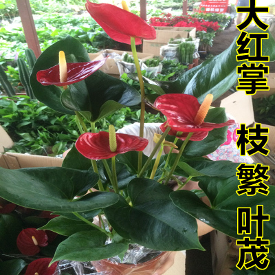 Anthurium White palm Pink palm seedlings indoor flowers and plants Green plant Hydroponics Anthurium Potted plant Original Deliver goodsin the Flower delivery/Flowers simulation/Plants gardening , Flowers/Potted plants (New) , Flowers category - from Buy2taobao.com to provide professional Taobao agent buy service