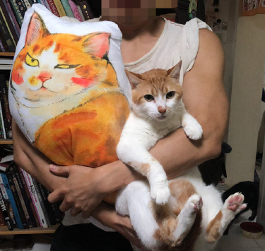 泡面三包面小卖部萌萌猫咪异形抱枕 现货供应在类目 宠物/宠物食品及用品, 宠物附属品(新), 宠物相册、明信片等周边中 - 来自Buy2taobao.com提供专业的淘宝代购服务