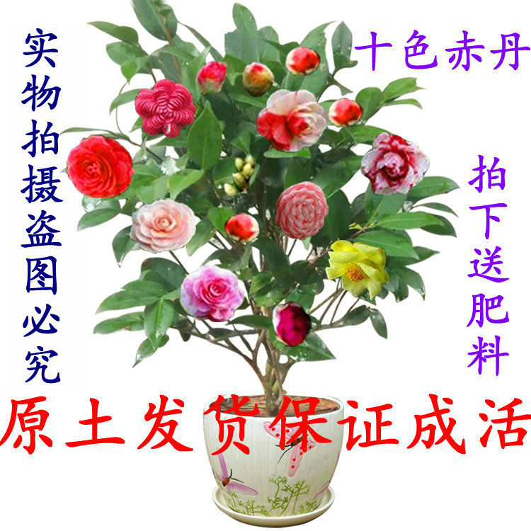 茶花苗山茶花树苗十八学士盆栽五色赤丹十色赤丹四季观花庭院植物在类目 鲜花速递/花卉仿真/绿植园艺, 花卉/绿植盆栽(新), 花卉中 - 来自Buy2taobao.com提供专业的淘宝代购服务