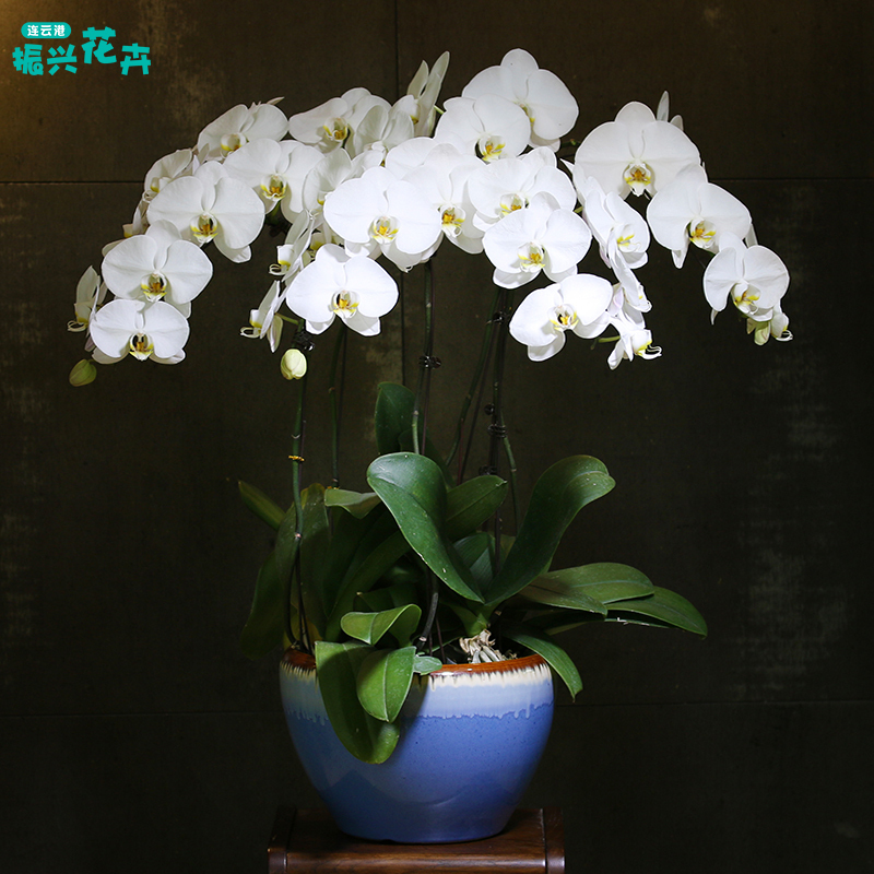 大花A级品质蝴蝶兰花盆栽开花带苞鲜花兰花盆景室内客厅白色花卉|msdalam kategori penghantaran bunga/bunga simulasi/tumbuhan berkebun, bunga/Tumbuh-tumbuhan tumbuh-tumbuhan pasu (baru), bunga - dari Buy2taobao.com untuk memberikan perkhidmatan ejen Taobao profesional membeli
