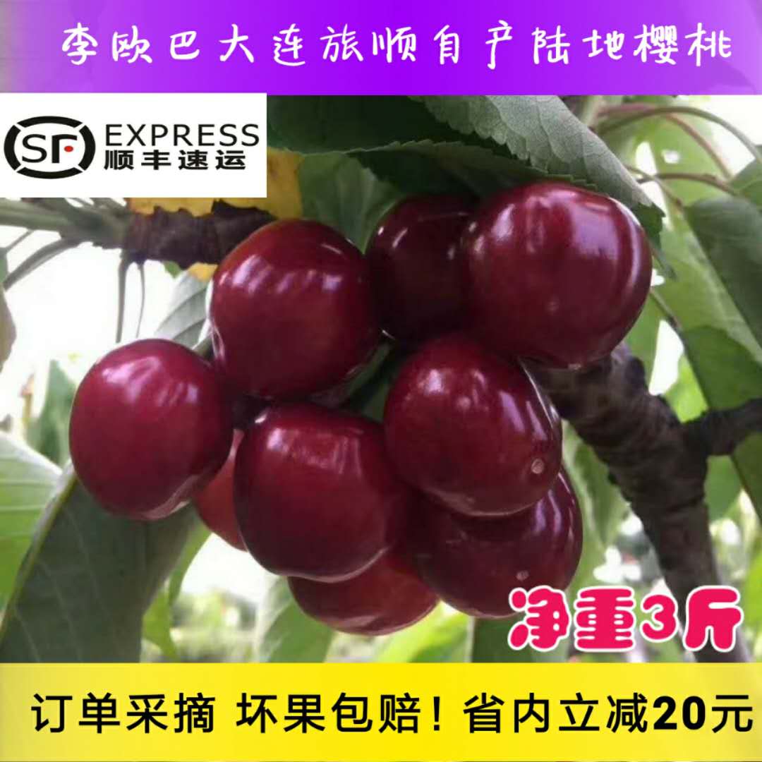 大连旅顺大樱桃明珠红灯孕妇新鲜水果现摘现发非山东烟台车厘子|msdalam kategori daging perikanan/Buah-buahan segar dan sayur-sayuran/dimasak, buah-buahan segar, ceri/ceri - dari Buy2taobao.com untuk memberikan perkhidmatan ejen Taobao profesional membeli