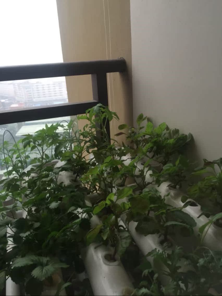 3 layers 12 The Conduit Hydroponics Vegetables balcony Flower pot Soilless cultivate equipment Planting tank Vegetablesin the Flower delivery/Flowers simulation/Plants gardening , Vase/Flower/Flowerpot/Flower (New) , Flower category - from Buy2taobao.com to provide professional Taobao agent buy service