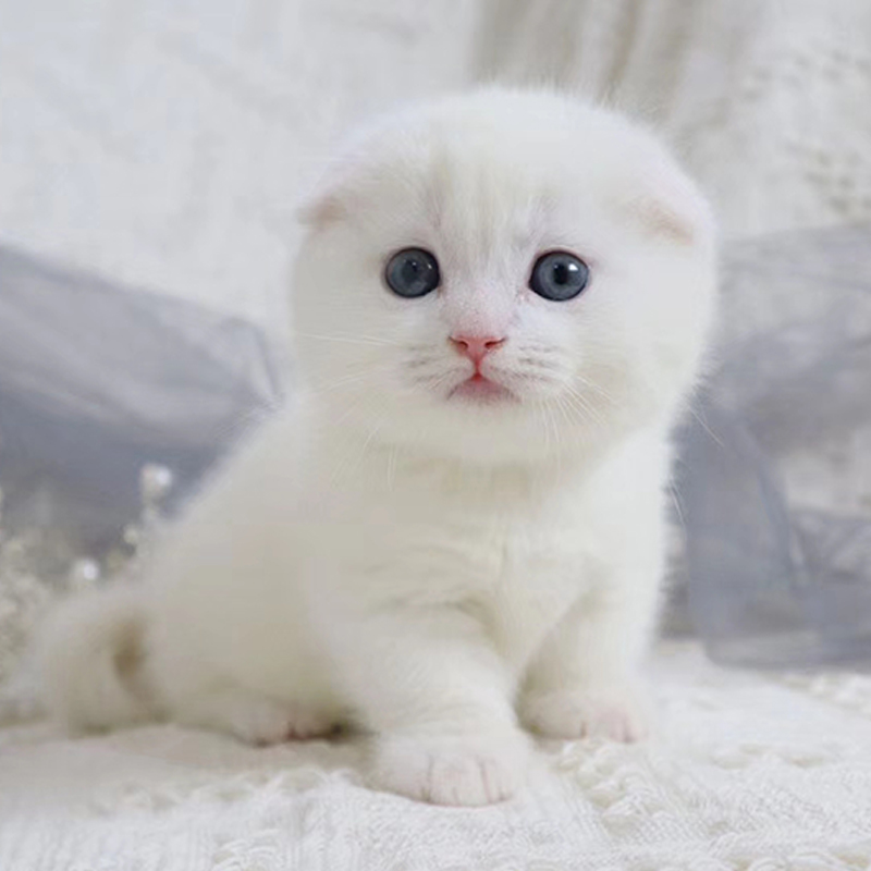宠物猫 猫活体 宠物猫品种齐全 布偶猫加菲美短 猫已做训练服务|msdalam kategori haiwan peliharaan/makanan haiwan dan bekalan, Haiwan peliharaan Life Services, Pet Training - dari Buy2taobao.com untuk memberikan perkhidmatan ejen Taobao profesional membeli