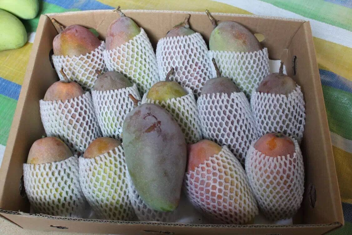 廣西百色芒果之鄉精品大貴妃芒 紅金龍芒10斤裝 火熱上市 包郵在類目 水產肉類/新鮮蔬果/熟食, 新鮮水果, 芒果中 - 來自Buy2taobao.com提供專業的淘寶代購服務