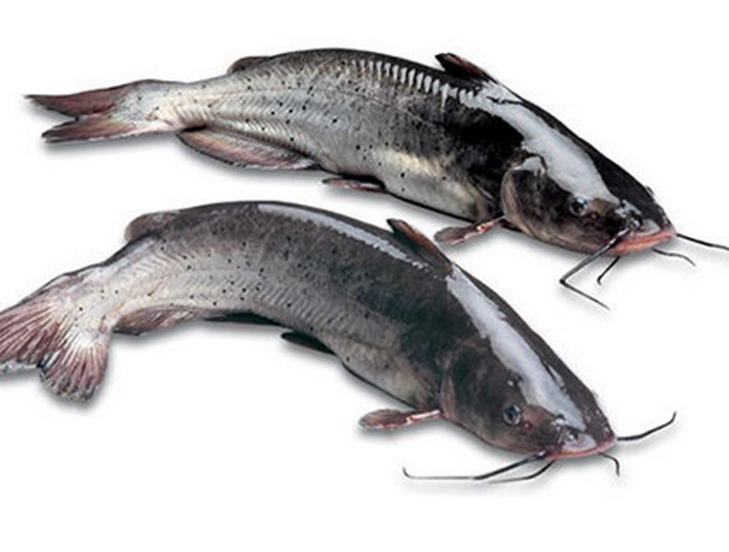 北京閃送鉗魚鮮活 梭邊魚斑點叉尾鮰活體淡水河鮮水産包殺好1500g在類目 水產肉類/新鮮蔬果/熟食, 海鮮/水產品/製品, 淡水魚類中 - 來自Buy2taobao.com提供專業的淘寶代購服務