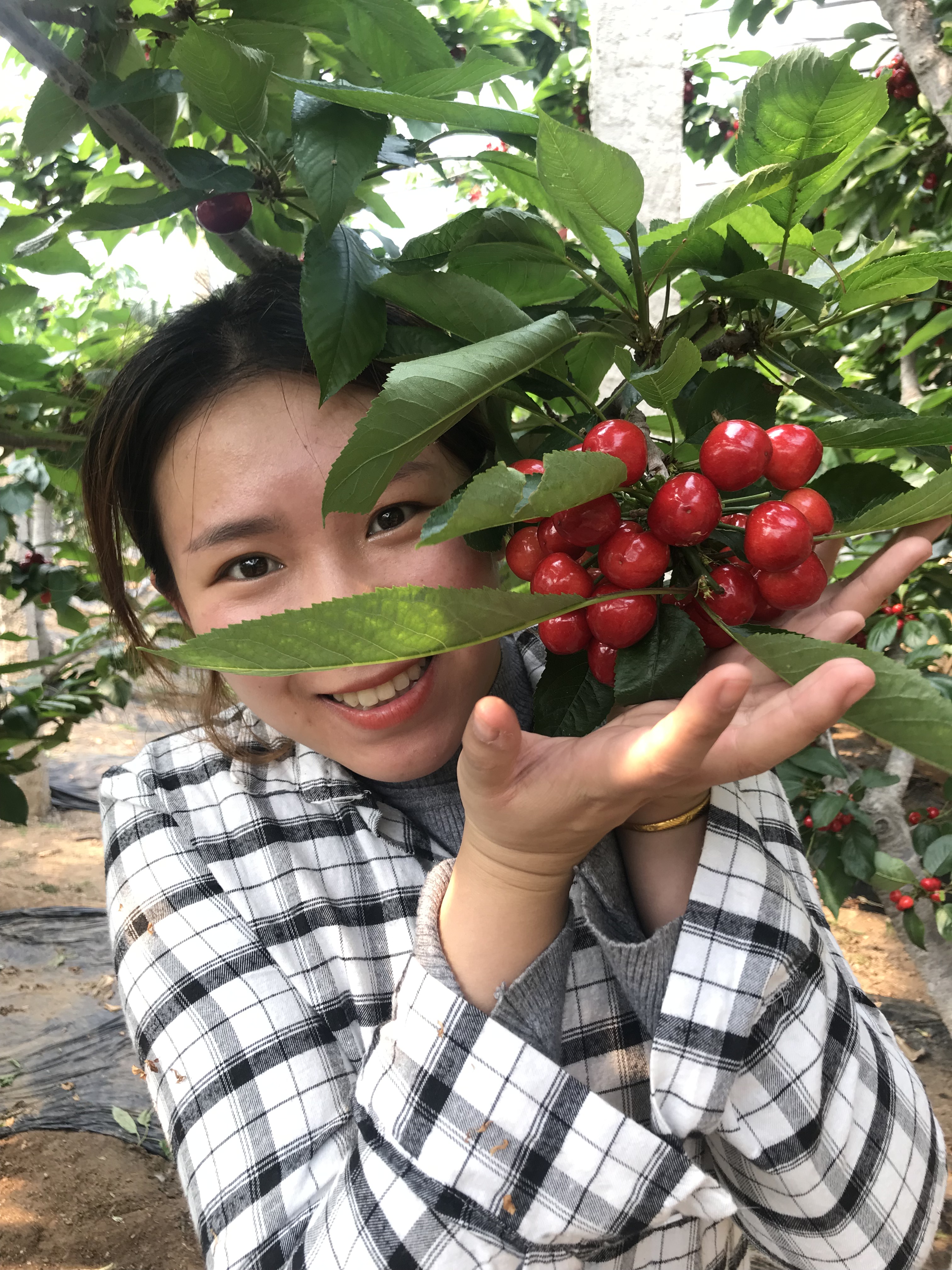 119 Element 3 pounds Cherry Cherry fresh fruit Shandong Meizao Season Season Carin the Aquatic meat/Fresh fruits and vegetables/Cooked , Fresh fruit , Cherries/Cherry category - from Buy2taobao.com to provide professional Taobao agent buy service