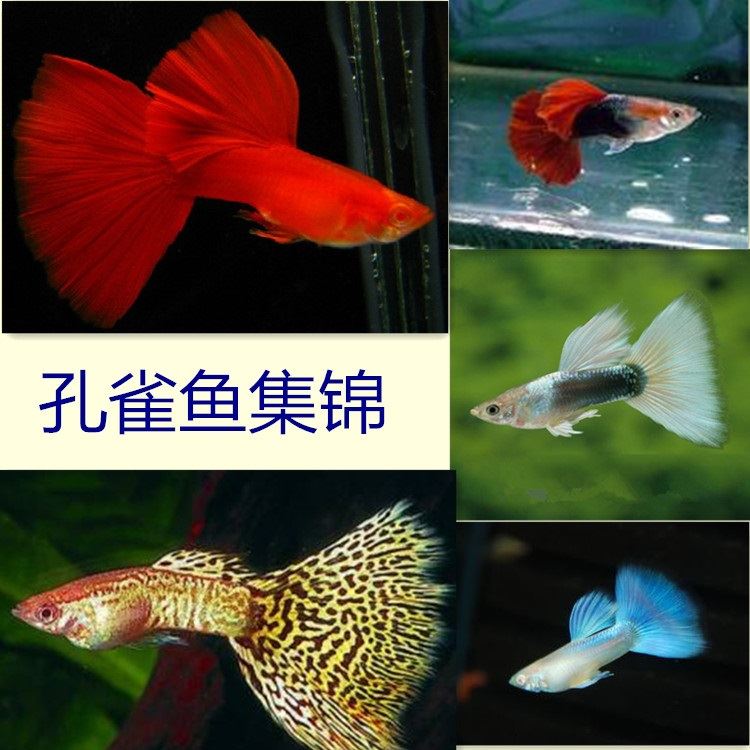 包邮孔雀鱼小型热带鱼观赏活体凤尾鱼苗纯种淡水宠物2件9折6件8折在类目 宠物/宠物食品及用品, 水族世界, 鱼中 - 来自Buy2taobao.com提供专业的淘宝代购服务