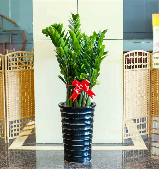 重庆花卉金钱树发财树大植物办公室室内桌面盆栽观叶绿植美观盆景在类目 鲜花速递/花卉仿真/绿植园艺, 花卉/绿植盆栽(新), 绿植中 - 来自Buy2taobao.com提供专业的淘宝代购服务
