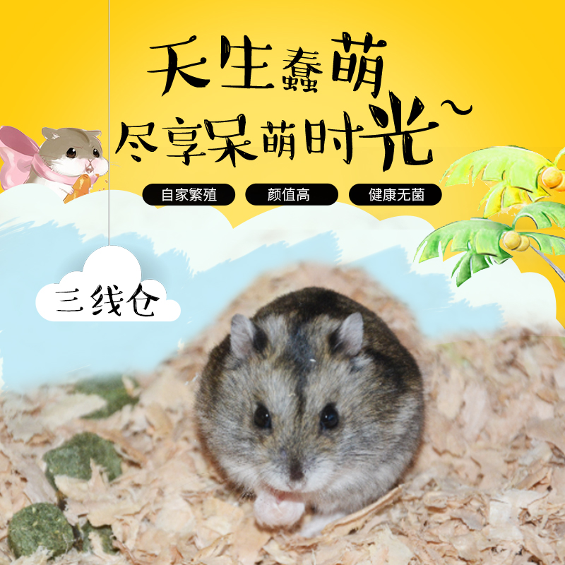 小宠物仓鼠活体三线仓鼠活体家养迷你动物礼物萌宠三线鼠包邮在类目 宠物/宠物食品及用品, 仓鼠类及其它小宠, 仓鼠中 - 来自Buy2taobao.com提供专业的淘宝代购服务