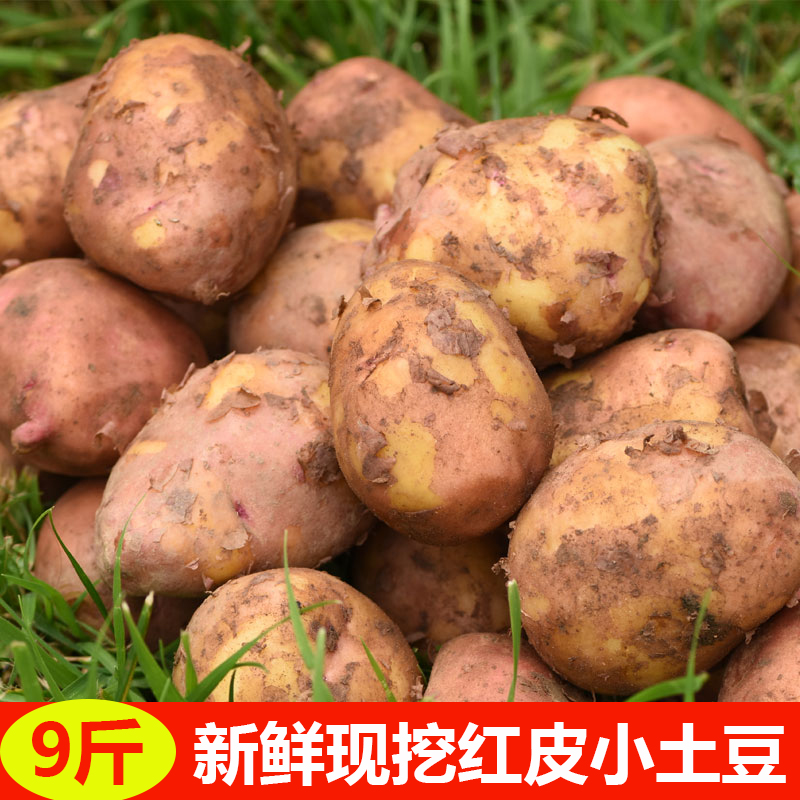 Yunnan fresh Redskins Yellow Heart Small potato 9 Alpine Farm Potato Potato Potatoin the Aquatic meat/Fresh fruits and vegetables/Cooked , Fresh vegetables/Vegetable products , Fresh vegetables , Potato category - from Buy2taobao.com to provide professional Taobao agent buy service
