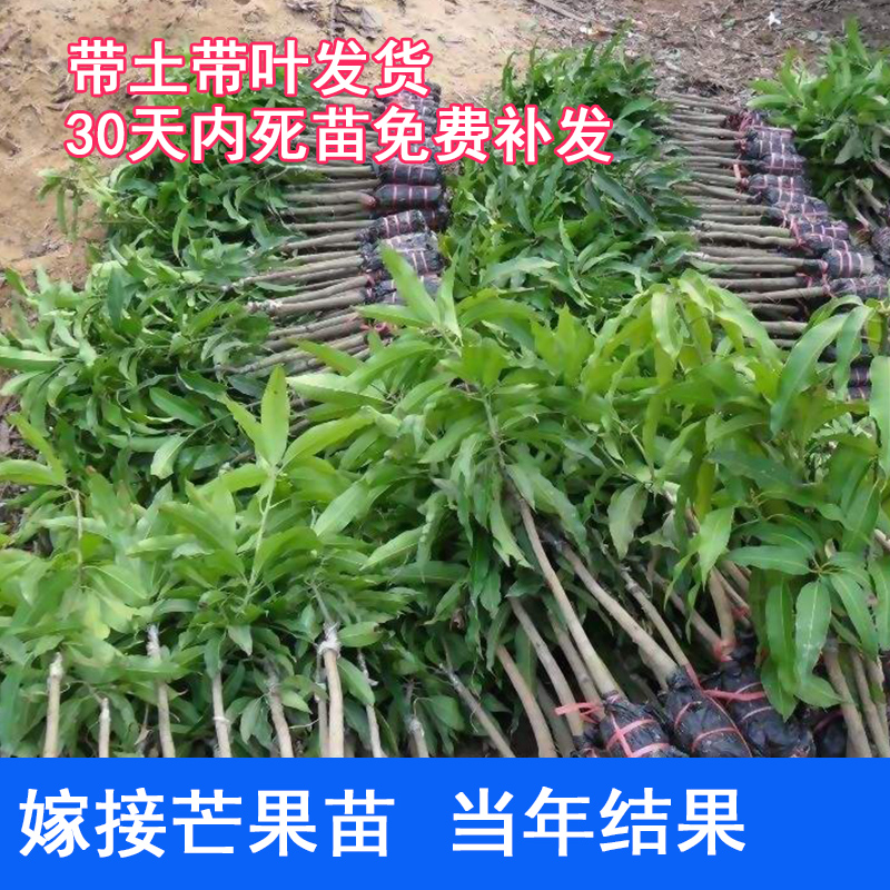 芒果树苗嫁接苗澳芒台农蜜芒凯特 四季芒果苗当年结果南方种植|msdalam kategori penghantaran bunga/bunga simulasi/tumbuhan berkebun, 花园植物/行道树/果树, 果树 - dari Buy2taobao.com untuk memberikan perkhidmatan ejen Taobao profesional membeli