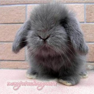圣诞礼物蓝灰色垂耳兔活体长毛纯种兔宝宝宠 