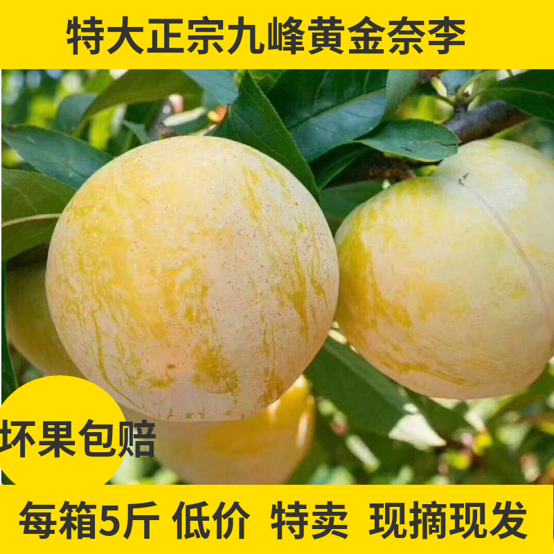 大果广东新鲜九峰山黄金奈李新鲜布林脱骨李子脆骨恐龙蛋孕妇水果在类目 水产肉类/新鲜蔬果/熟食, 新鲜水果, 李子中 - 来自Buy2taobao.com提供专业的淘宝代购服务