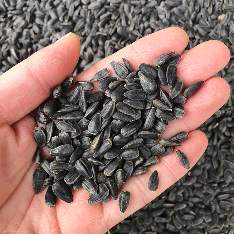 买5送1 生小黑瓜子50g 葵瓜子 珍珠瓜子 仓鼠松鼠饲料自配粮在类目 宠物/宠物食品及用品, 仓鼠类及其它小宠, 饲料/零食中 - 来自Buy2taobao.com提供专业的淘宝代购服务