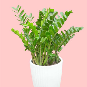 阳台盆栽四季观叶植物种子金钱树种子桌面盆栽