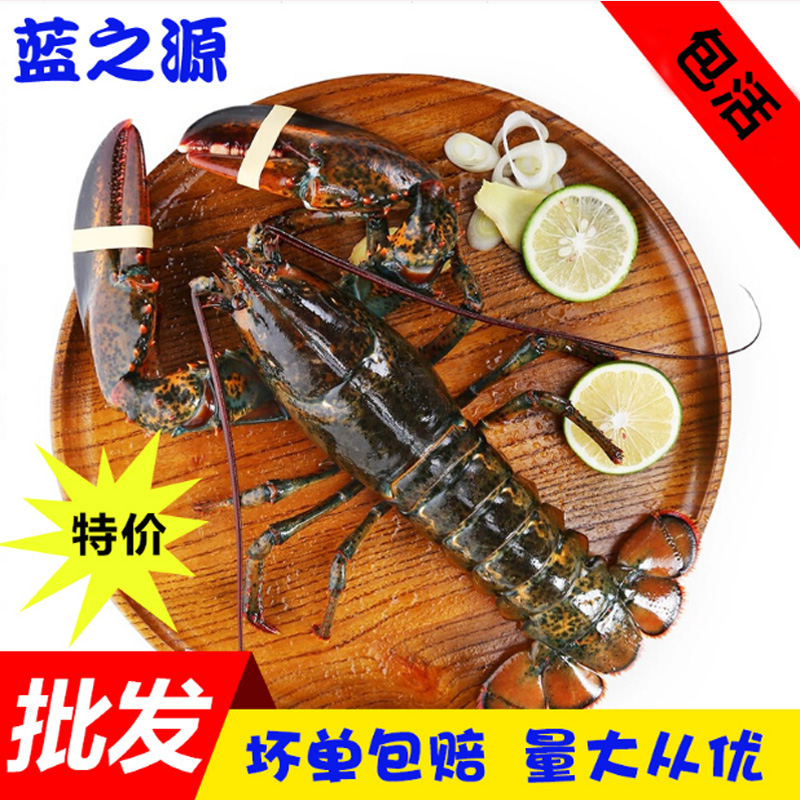 新鲜加拿大进口波龙 鲜活澳洲龙虾 波士顿大龙虾海鲜水产1.8-2斤|msdalam kategori daging perikanan/Buah-buahan segar dan sayur-sayuran/dimasak, makanan laut/produk akuatik/produk, udang, udang Live - dari Buy2taobao.com untuk memberikan perkhidmatan ejen Taobao profesional membeli