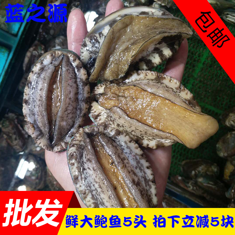 新鲜大连鲍鱼 澳洲鲍鱼仔 鲜活鲍鱼冷冻海鲜水产贝类5头一斤包邮|msdalam kategori daging perikanan/Buah-buahan segar dan sayur-sayuran/dimasak, makanan laut/produk akuatik/produk, kerang, Abalone - dari Buy2taobao.com untuk memberikan perkhidmatan ejen Taobao profesional membeli