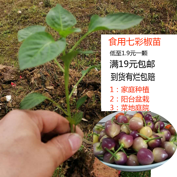 Colorful Pepper seedlings Four seasons plant edible Colored pepper Potted plant balcony Colorful Pepper seedlings Seedling pickled pepper Vegetable seedlingsin the Aquatic meat/Fresh fruits and vegetables/Cooked , Fresh vegetables/Vegetable products , Fresh vegetables , Other category - from Buy2taobao.com to provide professional Taobao agent buy service