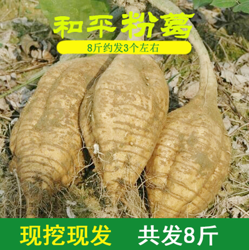 包邮广西 葛薯新鲜葛根 正宗和平粉葛 绿色煲汤佳品野生葛薯8斤装在类目 水产肉类/新鲜蔬果/熟食, 新鲜蔬菜/蔬菜制品, 新鲜蔬菜, 其它中 - 来自Buy2taobao.com提供专业的淘宝代购服务