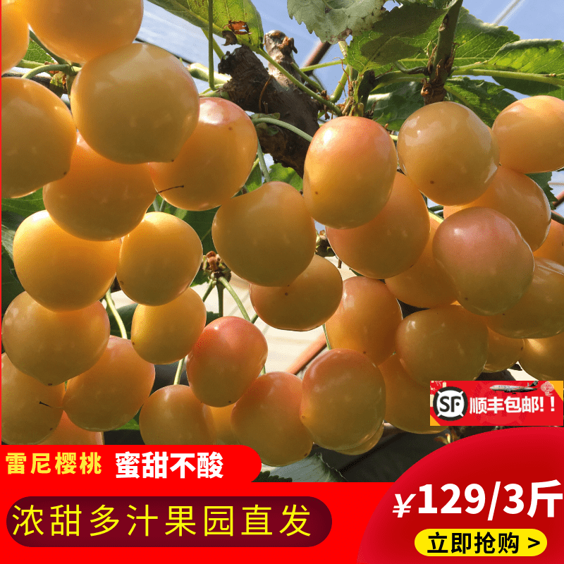 Home Orchard Now pick Now send fresh Rainier Rainier Office snacks Cherry Cherryin the Aquatic meat/Fresh fruits and vegetables/Cooked , Fresh fruit , Cherries/Cherry category - from Buy2taobao.com to provide professional Taobao agent buy service