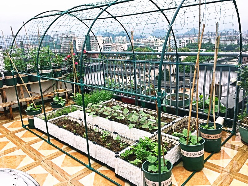 钢管骨架爬藤架大棚西瓜草莓种植棚花园菜地盆栽架子多肉温室暖房在类目 鲜花速递/花卉仿真/绿植园艺, 园艺用品, 其它园艺用品中 - 来自Buy2taobao.com提供专业的淘宝代购服务