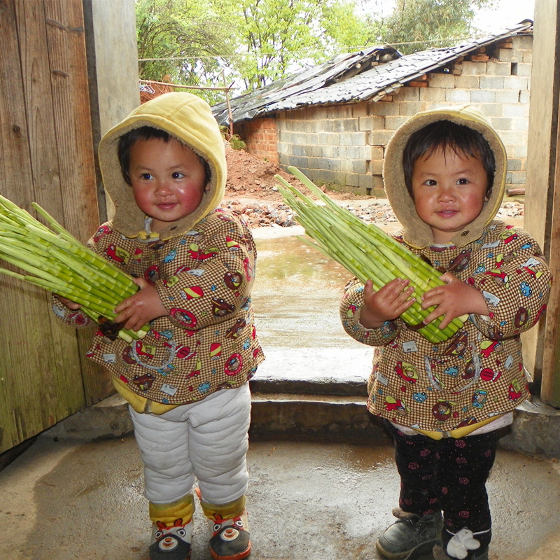 Out of stock Yongzhou Jianghua specialty Farm Pure natural wild Chunsun Organic Small bamboo shoots Fresh vegetables Hill shootsin the Aquatic meat/Fresh fruits and vegetables/Cooked , Fresh vegetables/Vegetable products , Fresh vegetables , Other category - from Buy2taobao.com to provide professional Taobao agent buy service