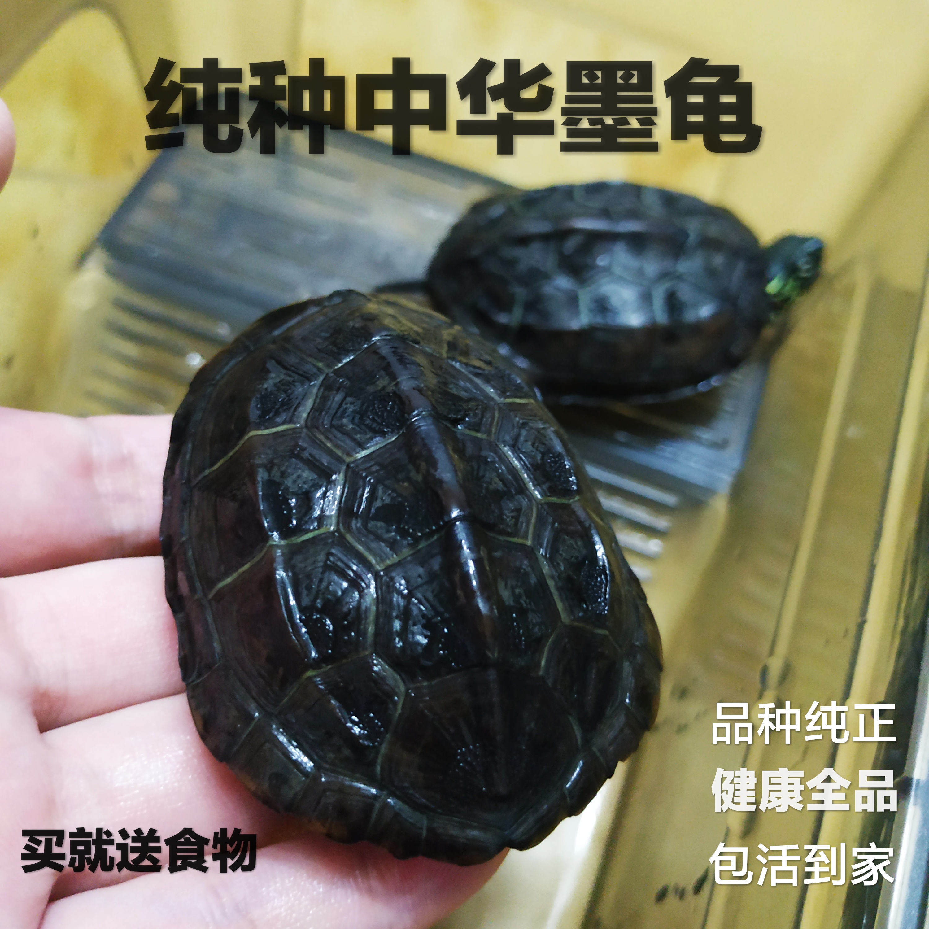 乌龟 活体中华墨龟活体外塘草龟苗宠物水陆龟金线龟情侣龟长寿龟在类目 宠物/宠物食品及用品, 水族世界, 龟/鳖中 - 来自Buy2taobao.com提供专业的淘宝代购服务