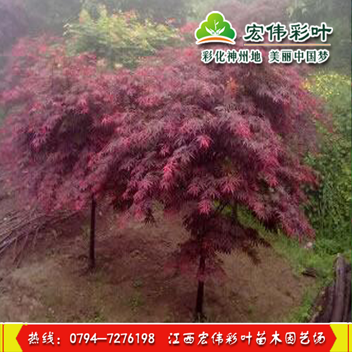 正宗石榴红羽毛枫 进口日本红枫新品种 羽毛枫 嫁接羽毛枫在类目 鲜花速递/花卉仿真/绿植园艺, 花园植物/行道树/果树, 观叶 /花灌木中 - 来自Buy2taobao.com提供专业的淘宝代购服务