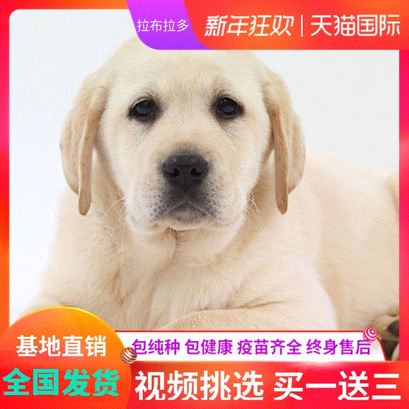 纯种拉布拉多幼犬活体神犬小七黑色拉布拉多大型家养宠物狗狗真狗|ruв категории животное/Животное питание и принадлежностей, Пэт жизнь услуг, подготовки, Пэт - от Buy2taobao.com для оказания профессиональной услуги покупки агента Taobao