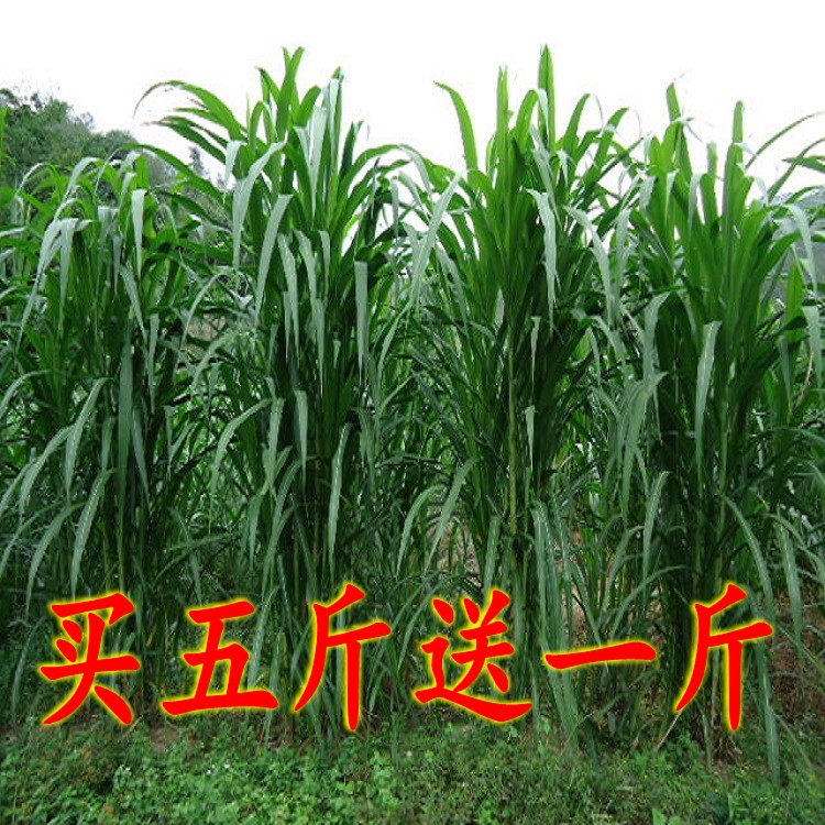 甜象草种子牧草种子南方北方多年生四季高产猪牛羊鸡鸭鹅鱼兔草籽|ruв категории Домашний быт, роспись - от Buy2taobao.com для оказания профессиональной услуги покупки агента Taobao