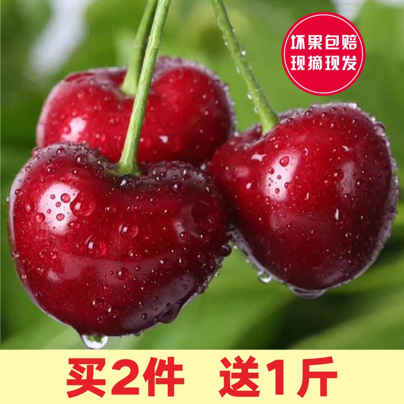 特价山东烟台大樱桃2斤现摘现发孕妇5新鲜水果非智力车厘子3 包邮|msdalam kategori daging perikanan/Buah-buahan segar dan sayur-sayuran/dimasak, buah-buahan segar, ceri/ceri - dari Buy2taobao.com untuk memberikan perkhidmatan ejen Taobao profesional membeli