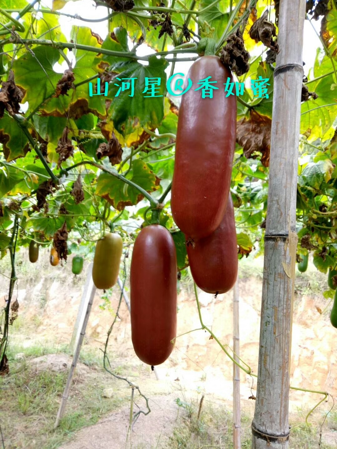 野果新鲜香如蜜茹儿童孕妇奇异不常见没见过罕见的稀奇的特色水果在类目 水产肉类/新鲜蔬果/熟食, 新鲜水果, 甜瓜中 - 来自Buy2taobao.com提供专业的淘宝代购服务