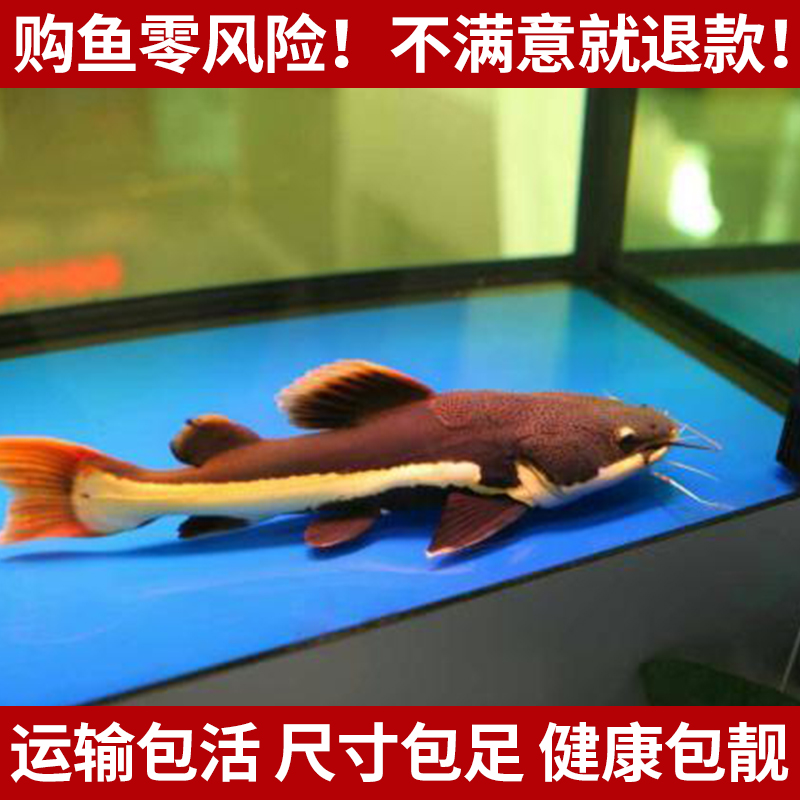 包活大型热带鱼鱼红尾招财猫狗仔鲸红尾鲶鱼满一百元包邮打折在类目 宠物/宠物食品及用品, 水族世界, 鱼中 - 来自Buy2taobao.com提供专业的淘宝代购服务