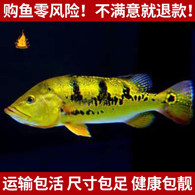 包活热带鱼大型观赏鱼巴西亚鱼金斑虫纹巴西亚一条包邮两条打折在类目 宠物/宠物食品及用品, 水族世界, 鱼中 - 来自Buy2taobao.com提供专业的淘宝代购服务