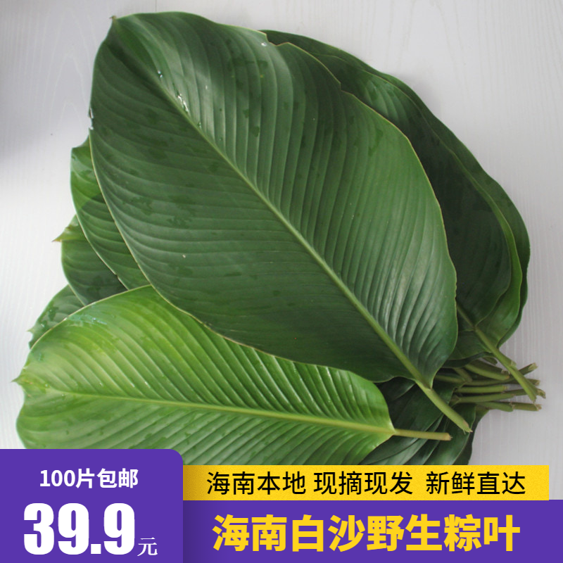 包邮海南白沙粽叶包粽子的叶子大号粽子叶 新鲜天然野生柊叶种叶在类目 粮油米面/南北干货/调味品, 南北干货/肉类干货, 干货/土特产, 其它中 - 来自Buy2taobao.com提供专业的淘宝代购服务