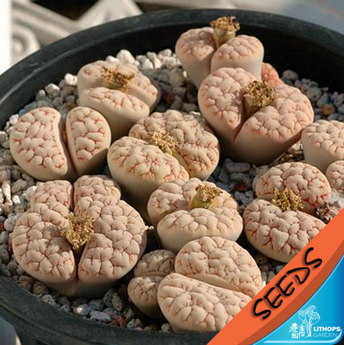 C189 Aratama Shimada Red lines Female L. gracilidelineata Raw stone flower seeds 10 grainin the Flower delivery/Flowers simulation/Plants gardening , Flowers/Fruits and vegetables/Lawn seed (New) , Home & Garden Seeds category - from Buy2taobao.com to provide professional Taobao agent buy service