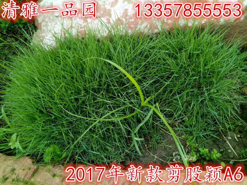 Lawn seed Bentgrass Lawn seed trim Dwarf Seeds Evergreenin the Flower delivery/Flowers simulation/Plants gardening , Flowers/Fruits and vegetables/Lawn seed (New) , Home & Garden Seeds category - from Buy2taobao.com to provide professional Taobao agent buy service