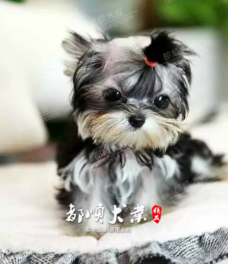 Sell live body Guangzhou teacup Yorkshire Terrier Puppies Mini pocket Dogs Both male and femalein the Pet/Pet food and supplies , Dogs category - from Buy2taobao.com to provide professional Taobao agent buy service