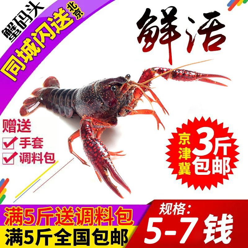Beijing Jiangsu Xuyi Shimizu Crayfish Fresh Huoxia 5-7 Qianman 3 pounds Shunfeng Jingjinjiin the Aquatic meat/Fresh fruits and vegetables/Cooked , Seafood/Aquatic/Product , Shrimp , Huoxia category - from Buy2taobao.com to provide professional Taobao agent buy service