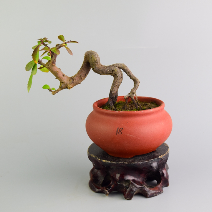 火棘盆景素材 掌上小叶红果 微型植物 花卉绿植 耐寒耐热 实物|msdalam kategori penghantaran bunga/bunga simulasi/tumbuhan berkebun, bunga/Tumbuh-tumbuhan tumbuh-tumbuhan pasu (baru), tumbuh-tumbuhan hijau - dari Buy2taobao.com untuk memberikan perkhidmatan ejen Taobao profesional membeli