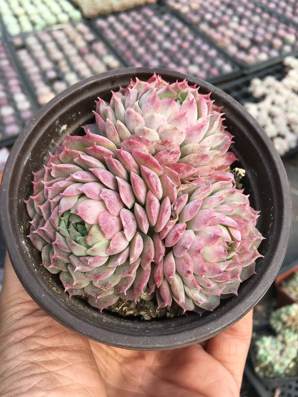 朱砂痣群 三头起发货 多肉植物办公创意花卉防辐射多肉组合绿植|ruв категории доставка цветов/цветок моделирования/растения садоводства, цветок/растения в горшках (новый), Суккуленты - от Buy2taobao.com для оказания профессиональной услуги покупки агента Taobao