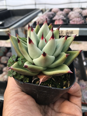 云米兰达/黄金玛利亚 多肉植物 童话园艺