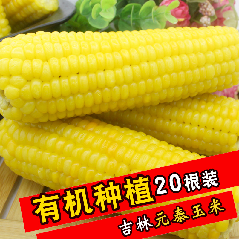 正宗东北吉林元泰粘玉米 有机香糯玉米棒头玉米棒 粗粮江浙沪包邮|ruв категории зерно риса/север и Юг сухих грузов/приправы, метров/муки/зерновые, кукуруза - от Buy2taobao.com для оказания профессиональной услуги покупки агента Taobao