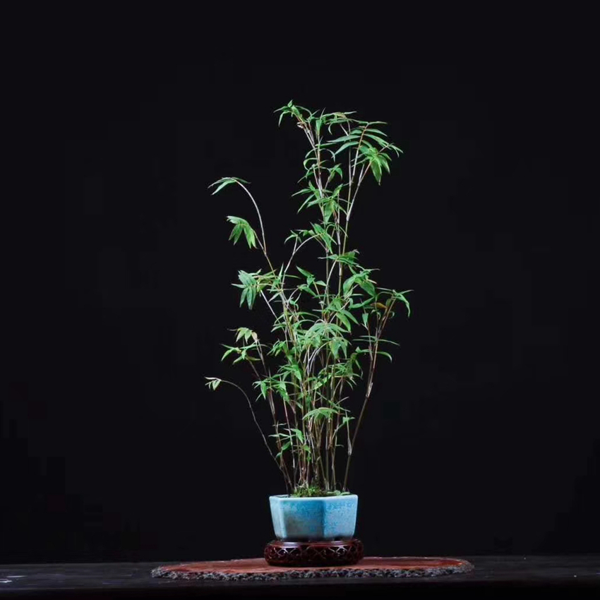 A Base millet small-scale Fengweizhu Scholars indoor desktop Green plant bonsaiin the Flower delivery/Flowers simulation/Plants gardening , Flowers/Potted plants (New) , Plants category - from Buy2taobao.com to provide professional Taobao agent buy service