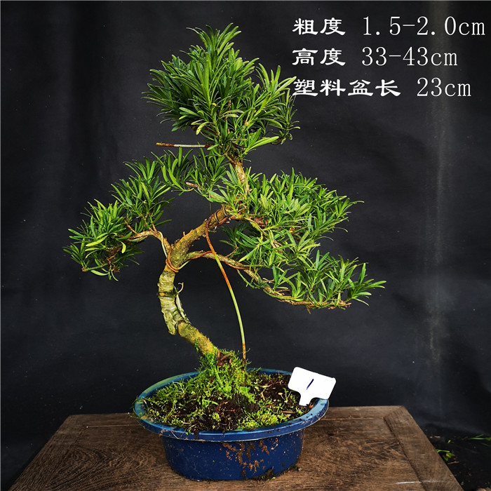 精品原生小叶罗汉松浙江雀舌松雀舌罗汉松盆景盆栽盆长23CM绿植在类目 鲜花速递/花卉仿真/绿植园艺, 花卉/绿植盆栽(新), 绿植中 - 来自Buy2taobao.com提供专业的淘宝代购服务